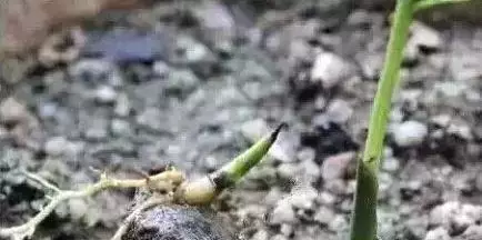 文玩還是要盤的，不盤就發芽了