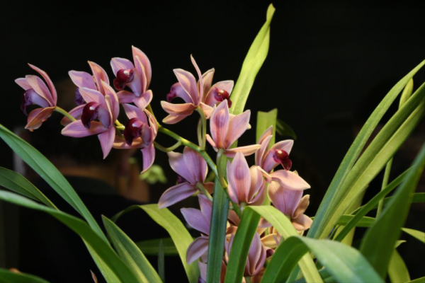 雙槍女俠懷孕4月，為掩護紅軍被敵人砍頭，朱德大哭：她是為了我