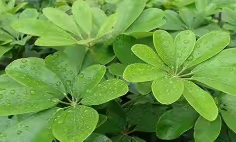 鵝掌柴，東西南北都抓財