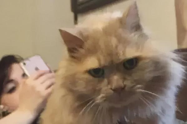 16歲的老貓遭人遺棄,在最後的時光裡,幸好遇見了那個“她” 16歲的老貓遭人遺棄,在最後的時光裡,幸好遇見了那個“她”