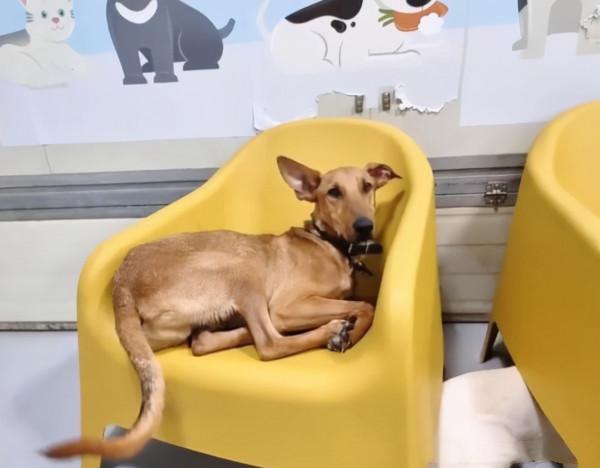 不足2米的鐵鏈拴著狗，讓汪連坐下都很困難：也未免太狠心了些