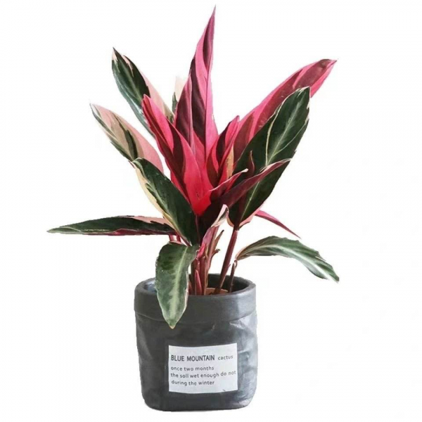 6種有格調的葉子花,室內養上它,氣質十足貴氣滿滿 6種有格調的葉子花,室內養上它,氣質十足貴氣滿滿