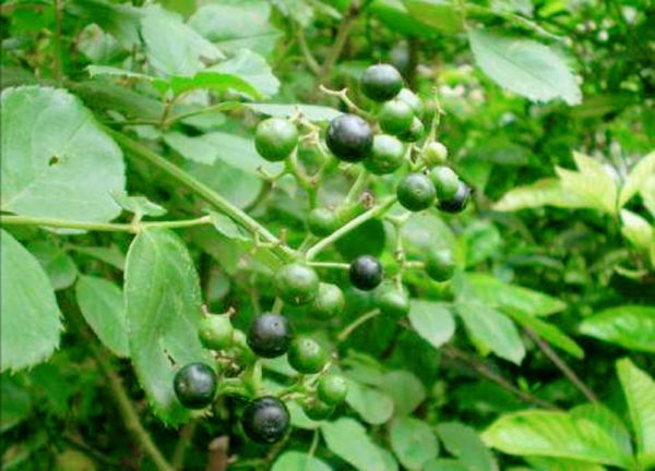 被稱為“南方人參”的絞股藍，曾是餵豬的飼料，如今卻有大作用