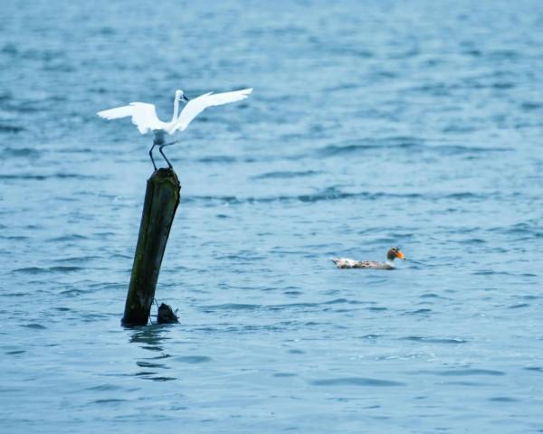 寧波東錢湖：鷺與鴨亮翅比高下