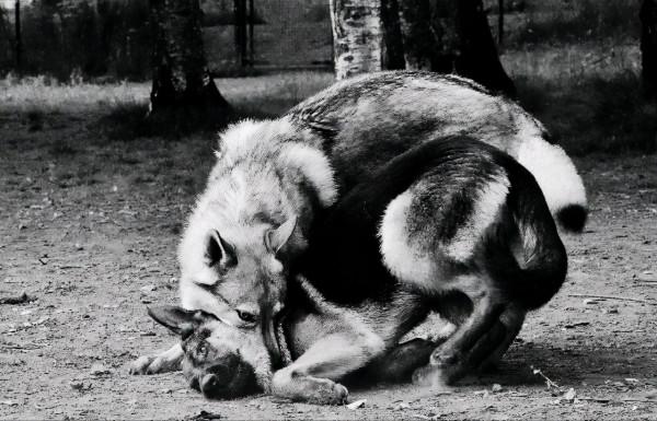 犬圖騰：土狗忠心耿耿，鬥狼護牧耗盡一生，卻寧可獨自死在野外