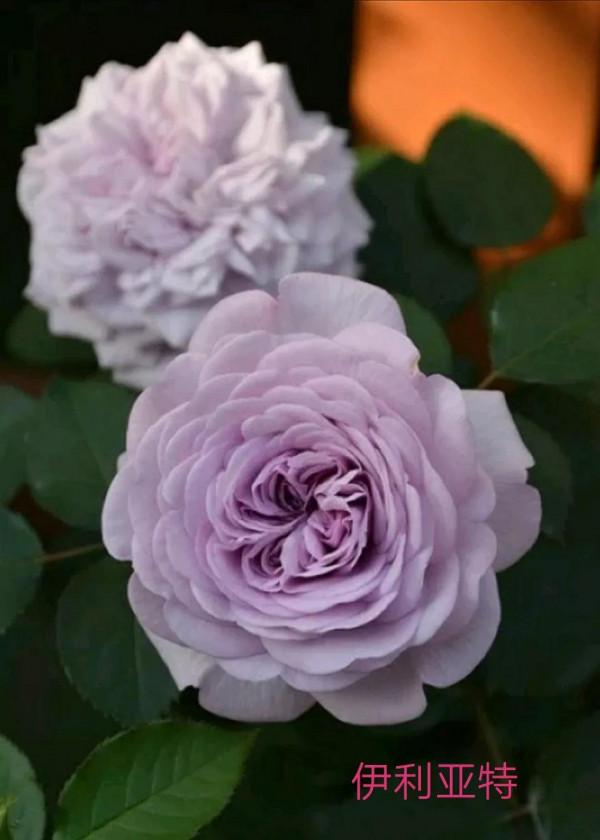 木村卓功及木村系列月季品種（4）