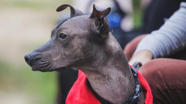 這16種狗,就算過敏人士也能養 這16種狗,就算過敏人士也能養