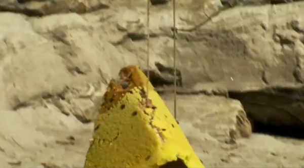 這就是尼泊爾採蜜人：懸在100米高空，被遮天蔽日的蜜蜂爬滿衣服