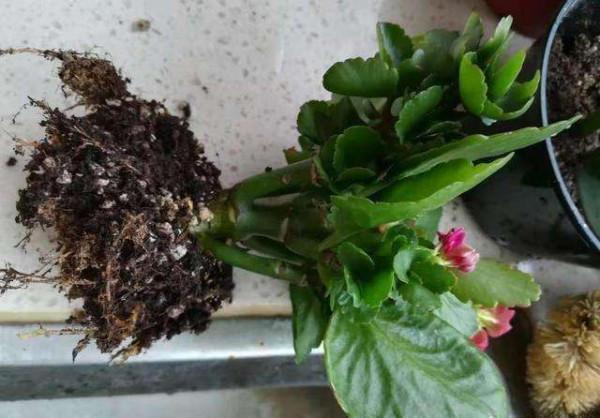 奶奶對我說，臥室別養7類花，仔細想一想，不是&OpenCurlyDoubleQuote;迷信&rdquo;是科學