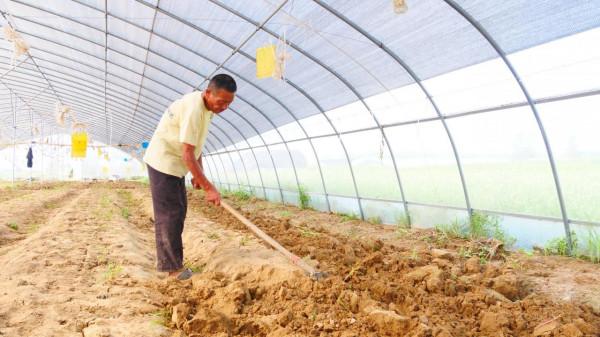 種蔬菜，使用硼肥效果差？注意2個問題，增產提質，省人工