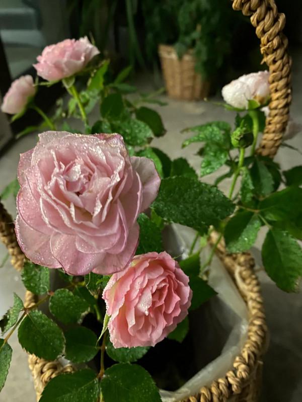 正月初六六六大順