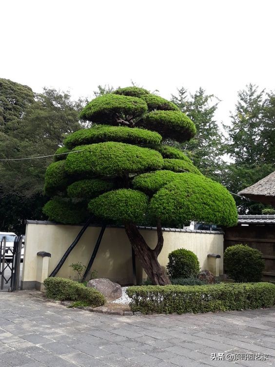 怎麼選購庭院造型樹？選購造型樹的基本常識
