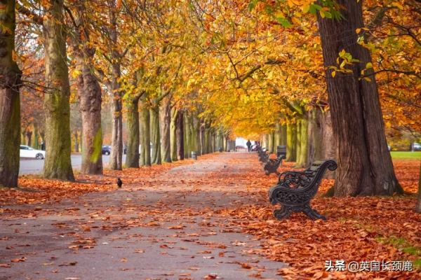你還記得深秋英國的樣子嗎?若你還在,與你共享 你還記得深秋英國的樣子嗎?若你還在,與你共享