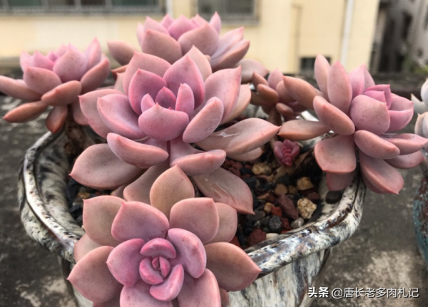 新手花100元如何買多肉？聽老肉友的話，能買很多容易上手的品種