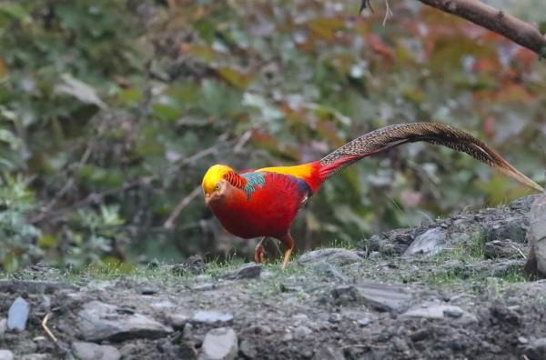 鳳凰的原型就是它!北京野保工作者在四川大熊貓國家公園拍到了 鳳凰的原型就是它!北京野保工作者在四川大熊貓國家公園拍到了