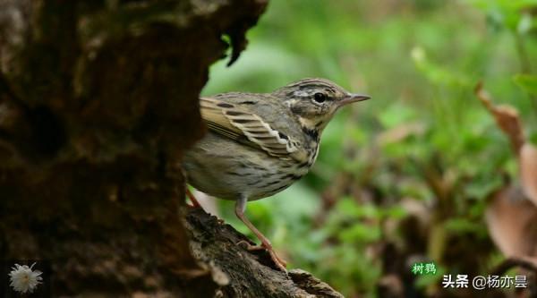 老實本分填補空白的樹鷚