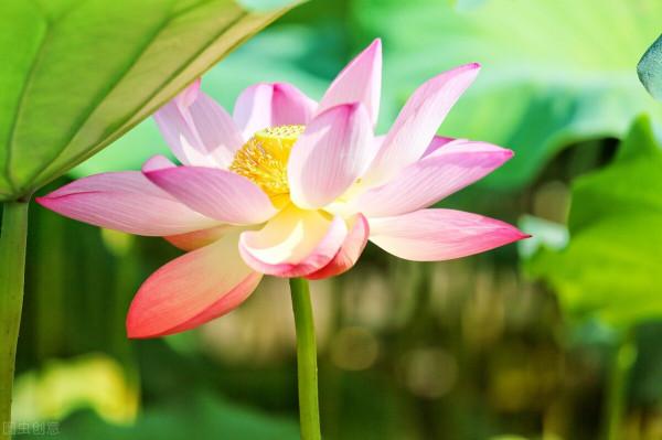 2022年運勢：射手座、獅子座、處女座