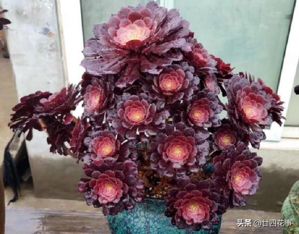 9月3招“召喚術”,喚醒多肉法師,醒了“補一補”,上色爆芽多 9月3招“召喚術”,喚醒多肉法師,醒了“補一補”,上色爆芽多