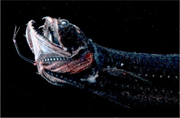 海洋的層次和區域 海洋的層次和區域