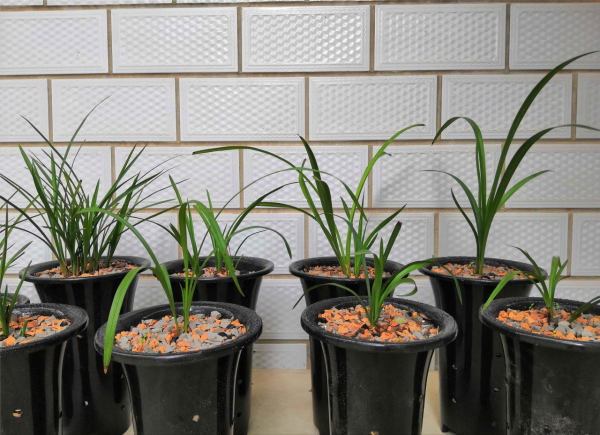 養蘭花換盆如何選擇植料,老花匠教你一招,有效防止僵苗 養蘭花換盆如何選擇植料,老花匠教你一招,有效防止僵苗