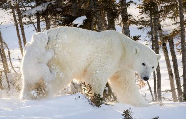 練腰腹不只“平板支撐”：學會一個動作，強核心力量改善腰背疼痛