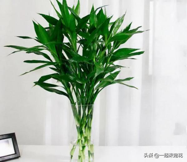 客廳擺上5種花，寓意美好越養越旺，皮實好養顏值高，適合新手