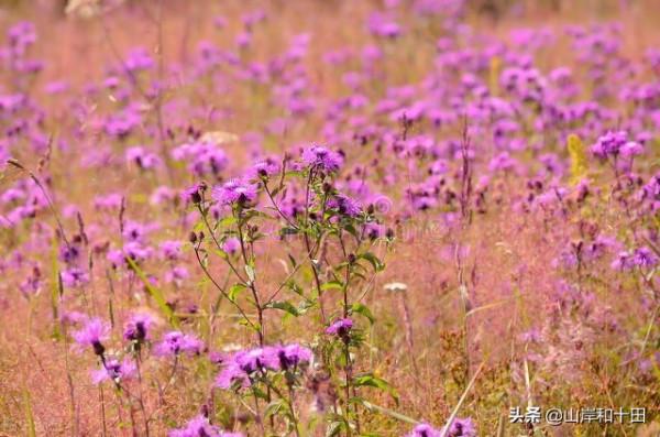 「本週運勢」12月6日(週一)~12月12日(週日)運勢，12星座周占卜