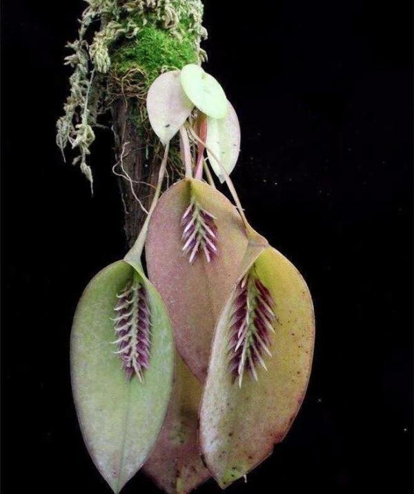 發現不一樣的花草，領悟大自然的奇妙