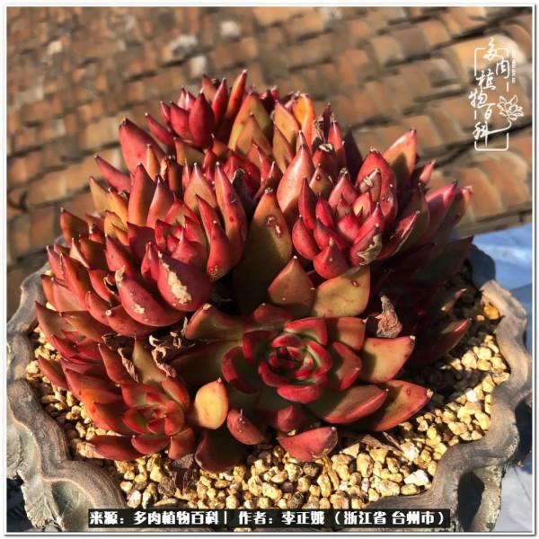 我的多肉，我的小世界