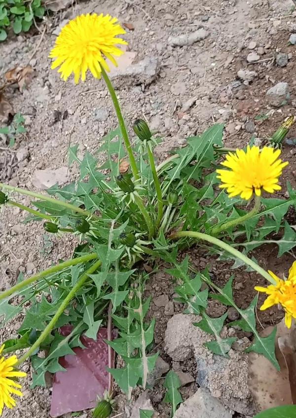 9種常見的野菜，比青菜還好吃，解膩又養人，看見別錯過