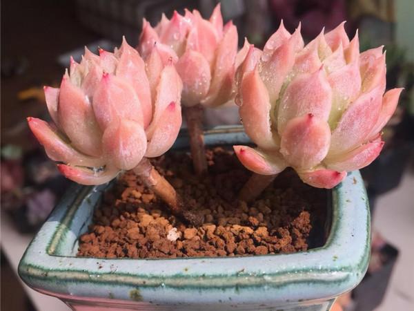 一顆火焰杯多肉八年時間的改變,曾經的小單頭變已成懸崖樁,震撼 一顆火焰杯多肉八年時間的改變,曾經的小單頭變已成懸崖樁,震撼