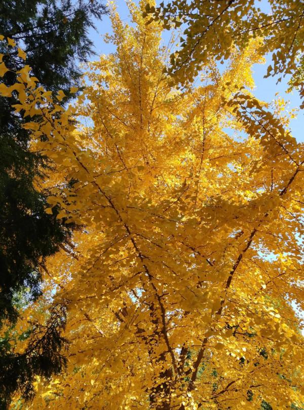 北京迎來最美的元寶黃