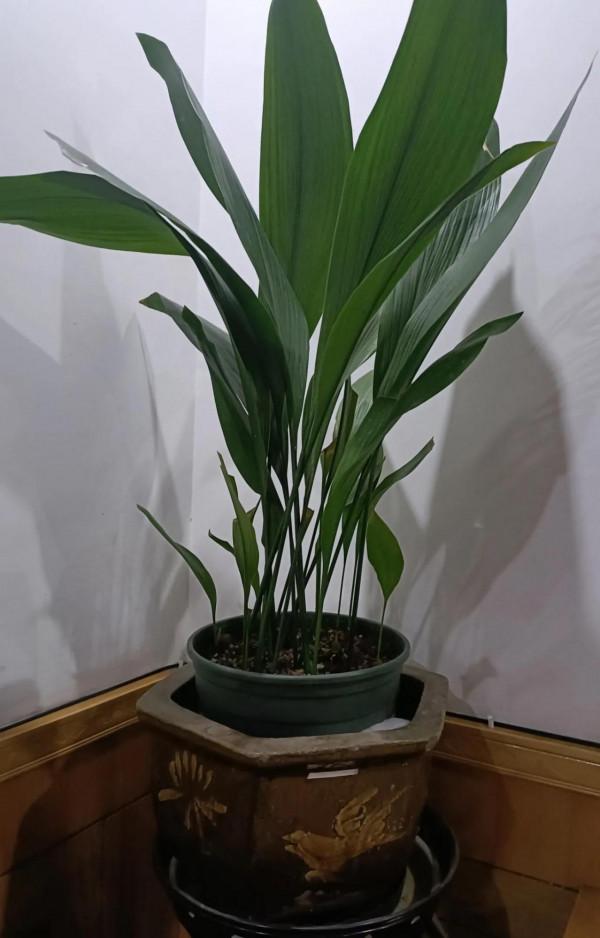 什麼綠植比較好養