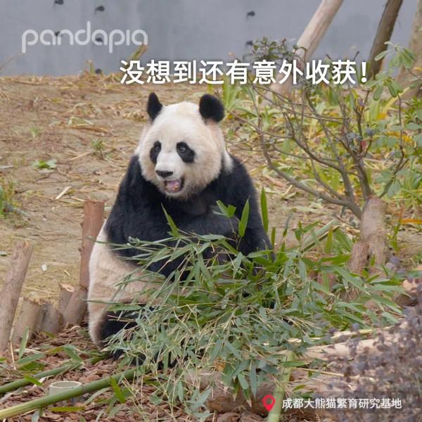 這年頭，沒點才藝還不能當國寶了？