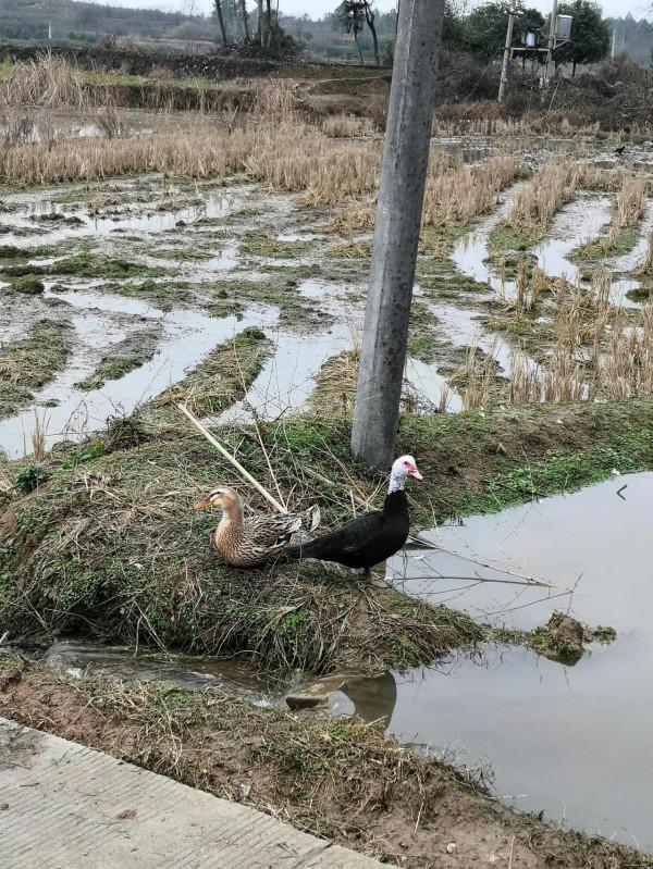 外婆家的可愛鴨鴨