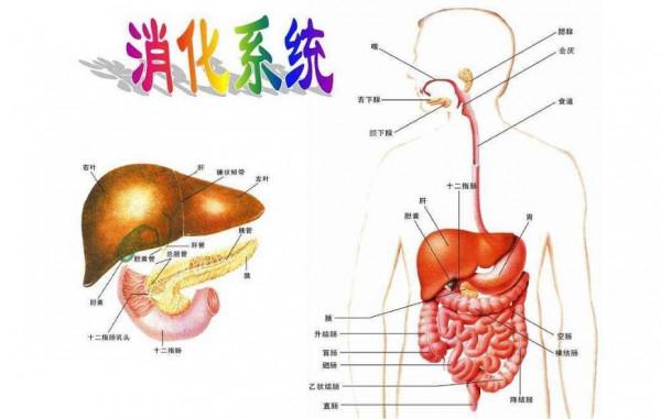 醫生口中的慢性病究竟是什麼病?慢性病可以分為哪幾種?建議收藏 醫生口中的慢性病究竟是什麼病?慢性病可以分為哪幾種?建議收藏