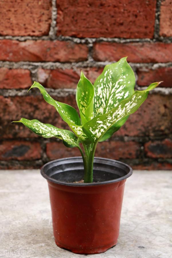 世界十大淨化空氣植物，十種適合放在辦公桌上的綠植