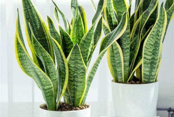 家裡養7種花，清新雅緻又養人，關鍵還好養