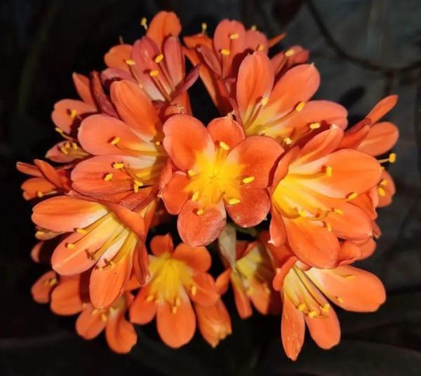 10種花不怕冷,先別搬進屋,放外面凍一凍,開花更旺 10種花不怕冷,先別搬進屋,放外面凍一凍,開花更旺