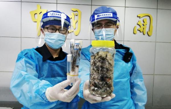 居心不良！天津海關查獲黑寡婦毒蜘蛛，它們究竟是怎樣混入貨物？