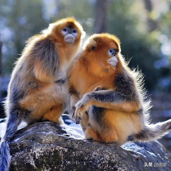 秦嶺金絲猴父女被16萬元販賣，猴媽自盡，囚禁野生動物何其殘忍？