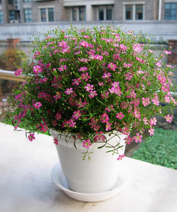 盆栽滿天星的養護技巧有2個，花朵繁多、開成花球、簡單美好