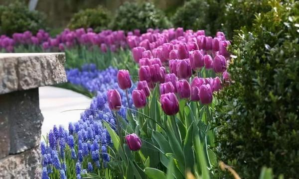 花園鑲邊，增加植物層次，豐富花園景觀