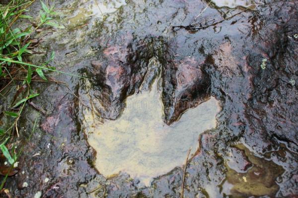 陝西竟然發現了恐龍足跡,是真的麼? 陝西竟然發現了恐龍足跡,是真的麼?