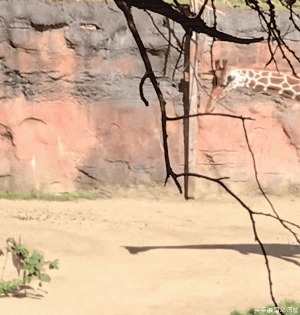 看完這16張圖片，被動物們的感情驚訝到了