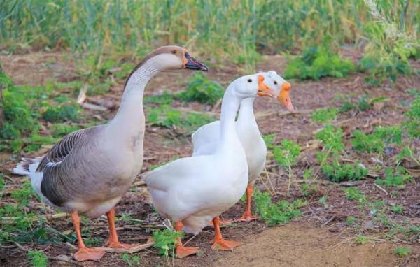 把丈母孃家養了4年的大鵝拿回家,一隻鵝做了4道硬菜,簡直太香了 把丈母孃家養了4年的大鵝拿回家,一隻鵝做了4道硬菜,簡直太香了