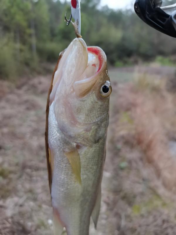 可遇不可求的土鯽魚，看著就覺得舒服