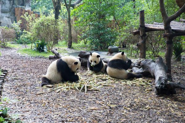 憨態可掬的熊貓寶寶