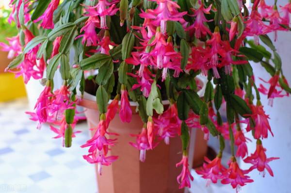 太實用了！45種常見植物養殖方法大全