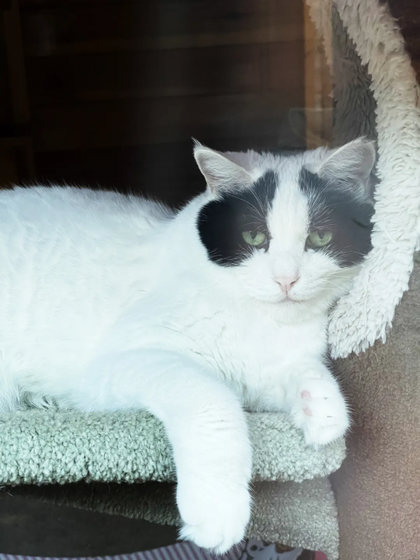 辛丑年末的冬天，是寶藍色